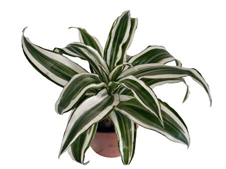 Dracaena Deremensis