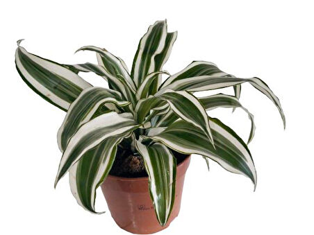 Dracaena Deremensis