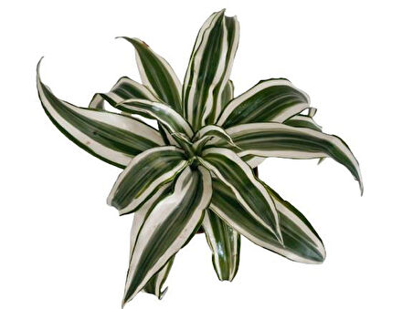Dracaena Deremensis