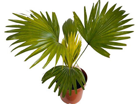 Livistona Rotundifol Ev Palmiyesi