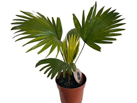 Livistona Rotundifol Ev Palmiyesi