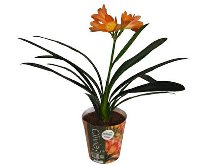 Clivia Miniata (Klivya Çiçeği) Çiçeksiz
