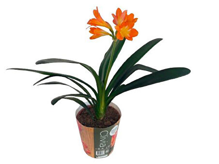 Clivia Miniata (Klivya Çiçeği) Çiçeksiz