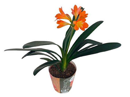 Clivia Miniata (Klivya Çiçeği) Çiçeksiz