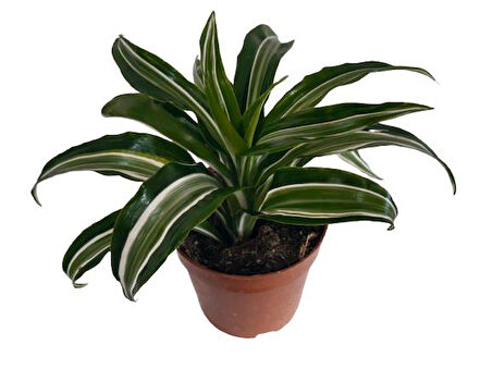 Dracaena Kanzi 12 lik Saksıda