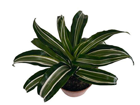 Dracaena Kanzi 12 lik Saksıda
