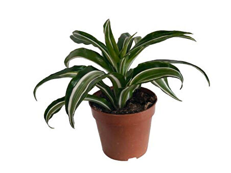 Dracaena Kanzi 12 lik Saksıda