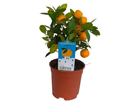 İç mekan Bodur Mandalina