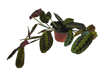 Kalatya Maranta - Calathea Marantha