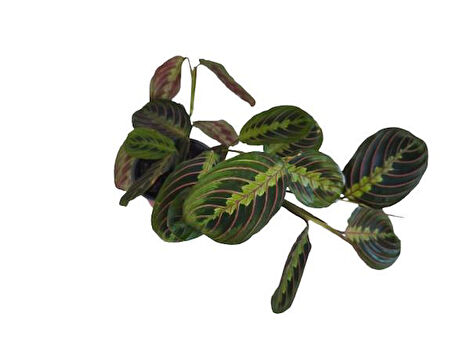 Kalatya Maranta - Calathea Marantha