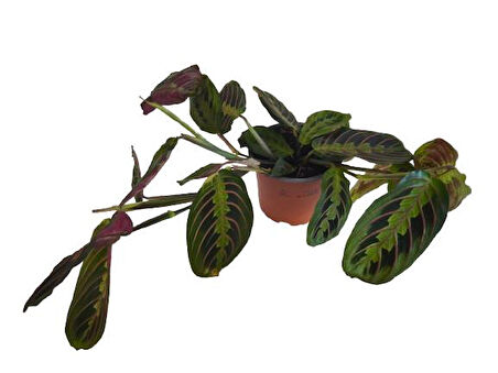Kalatya Maranta - Calathea Marantha