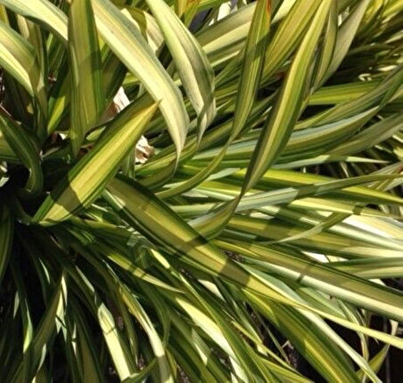 Alacalı [phormium tenax] fidanı 30-40 cm boy  1-2 yaş arası saksılı