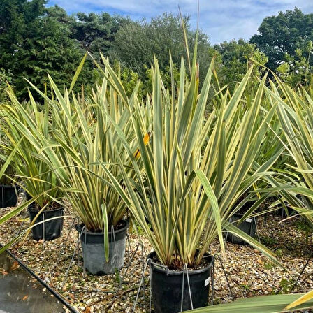 Alacalı [phormium tenax] fidanı 30-40 cm boy  1-2 yaş arası saksılı
