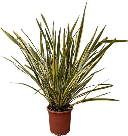 Alacalı [phormium tenax] fidanı 30-40 cm boy  1-2 yaş arası saksılı