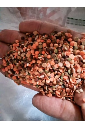 15 KG KIRMIZI MERCİMEK YEŞİL MERCİMEK KARIŞIK