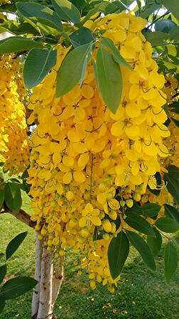 Sarı Salkım Fidanı (Laburnum anagyroides) 1-2 yaş