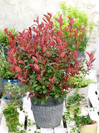 Bahçenize Renk Katın: Bodur Alev Çalısı Fidanı (Photinia x fraseri) 5 adet [2 yaş]