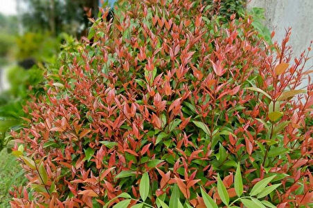 Bahçenize Renk Katın: Bodur Alev Çalısı Fidanı (Photinia x fraseri) 5 adet [2 yaş]