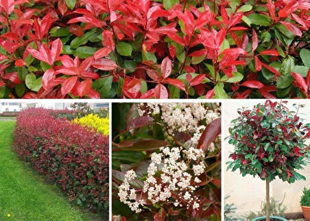 Bahçenize Renk Katın: Bodur Alev Çalısı Fidanı (Photinia x fraseri) 5 adet [2 yaş]