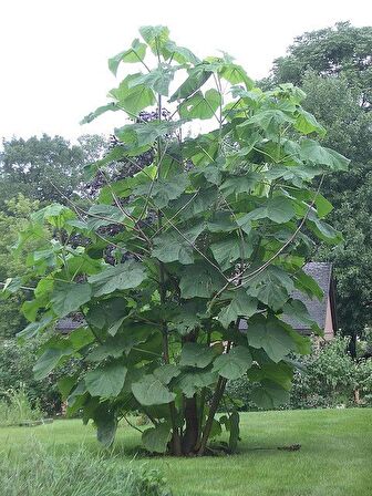Pavlonya Fidanı [paulownia] 20 Cm