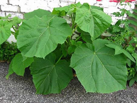 Pavlonya Fidanı [paulownia] 20 Cm