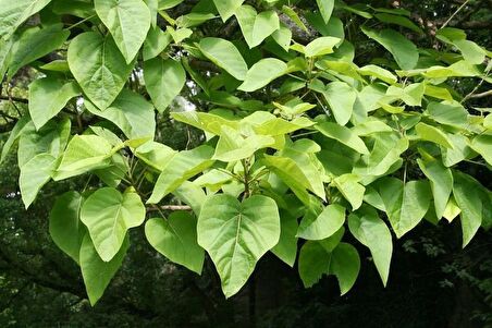 Pavlonya Fidanı [paulownia] 20 Cm
