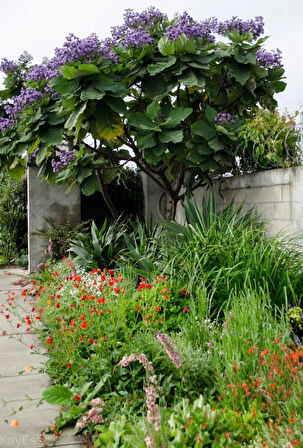 15-20 cm Çin Kavağı Fidanı (Paulownia ) - Bahçenize Hızlı Gölge Sağlayan Ağaç saksılı