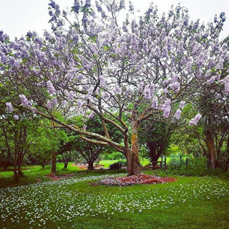 15-20 cm Çin Kavağı Fidanı (Paulownia ) - Bahçenize Hızlı Gölge Sağlayan Ağaç saksılı