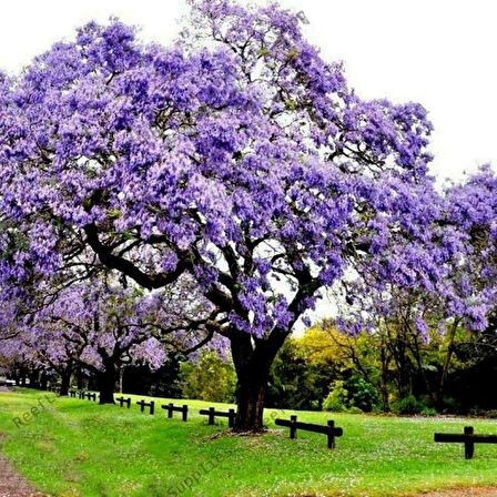 15-20 cm Çin Kavağı Fidanı (Paulownia ) - Bahçenize Hızlı Gölge Sağlayan Ağaç saksılı