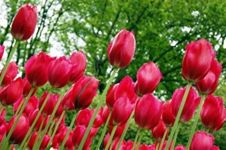 Burgundy Lace Kırmızı Lale Soğanı – 5 Adet