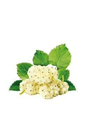 5 Adet Tohum Beyaz Dut Tohumu  Saksı Toprak Sürpriz  Tohum