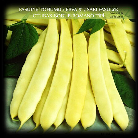 Fasülye Tohumu 2 Kg. (5000+ Adet) Erva51 Sarı Özel Fasulye Tohumu