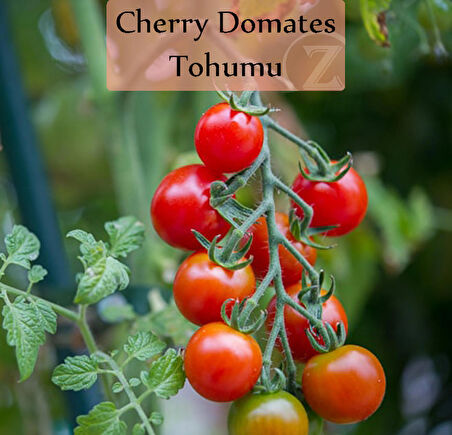 Çeri Domates Tohumu 1 Paket  Cherry Domates Salkım Domates Tohumu