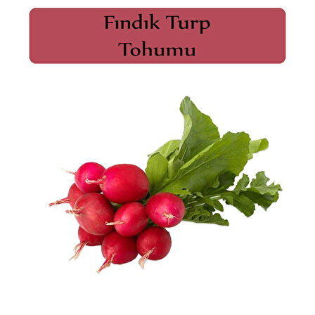 Fındık Turp Tohumu 1 Paket Turp Tohumu Fındık Turp Kapalı Paket Yüksek Verimli Tohum