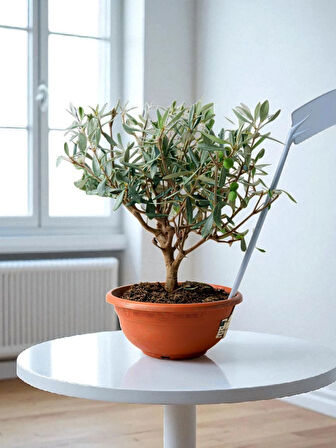 BitkiTÜRK-9 Yaşında zeytin veren Bonsai 