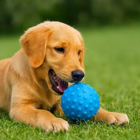 Petzoom Dikenli Köpek Oyun Topu