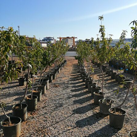 5 YAŞ SAKSILI BURSA YARMA ŞEFTALİ AĞACI