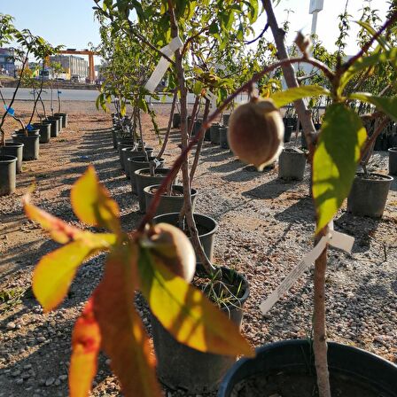 5 YAŞ SAKSILI BURSA YARMA ŞEFTALİ AĞACI