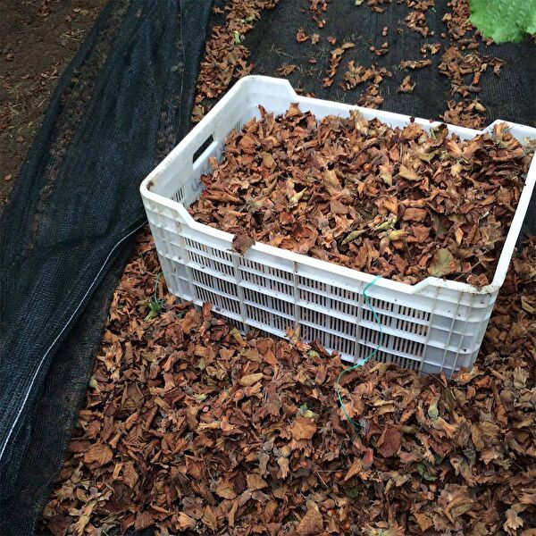 Sera Trend Meyve Toplama Aleti