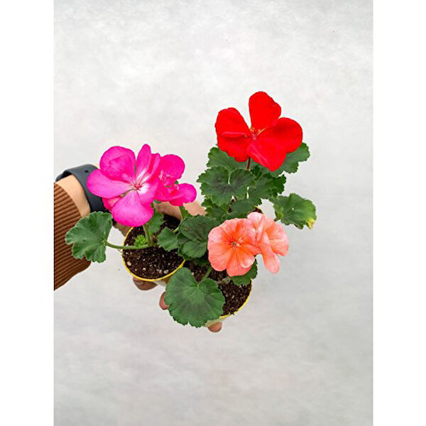 Mimoza Bitki Market İç Mekan Bitkileri