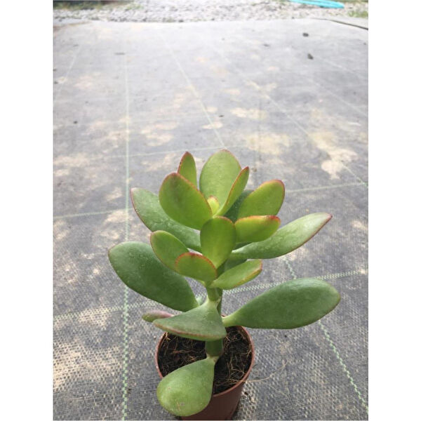 Mimoza Bitki Market İç Mekan Bitkileri