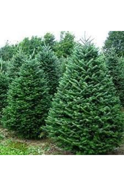 Serdar Çam Tohumculuk Tohum