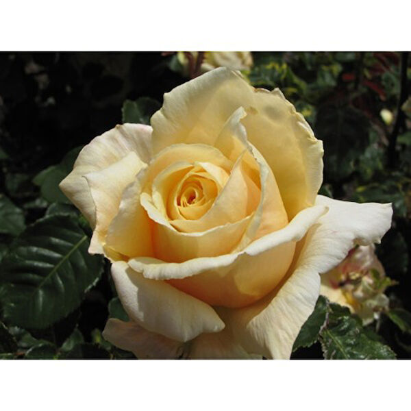 Mimoza Bitki Market İç Mekan Bitkileri