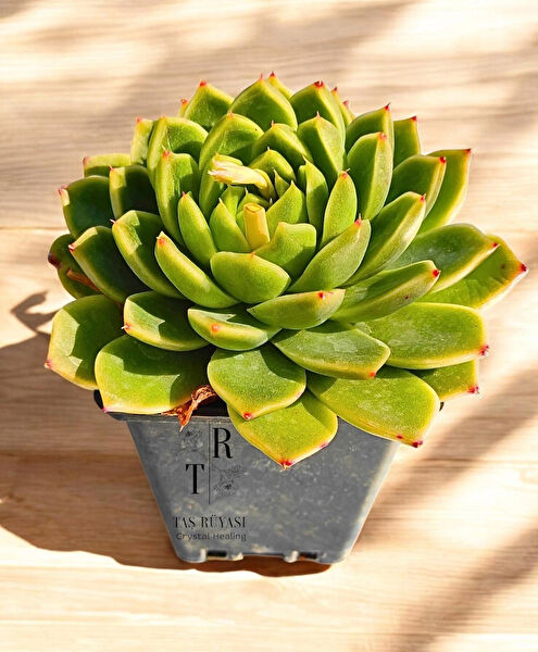 Taş Rüyası Sukulent