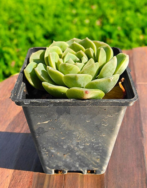 Taş Rüyası Sukulent