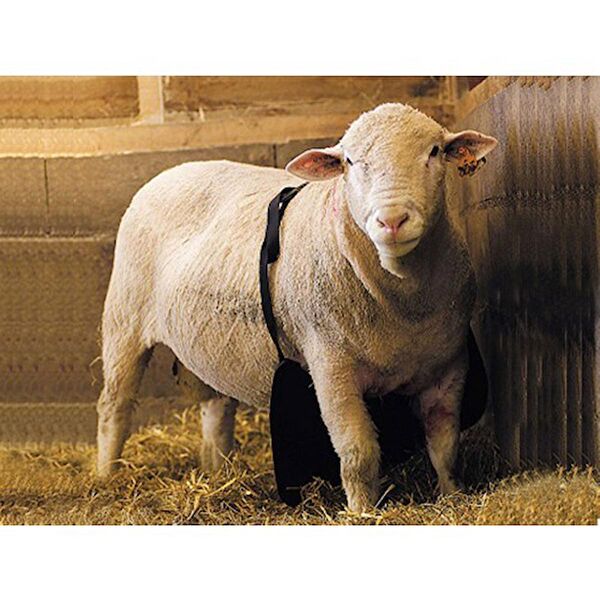 Farmena Büyükbaş ve Küçükbaş Ekipmanları