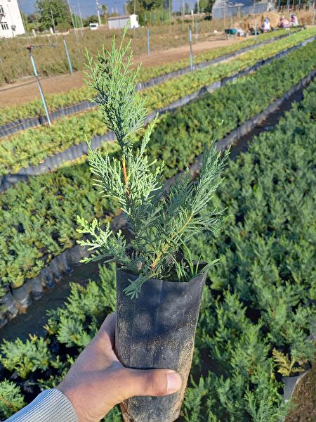 Lala Ahmet Botanik Fidan