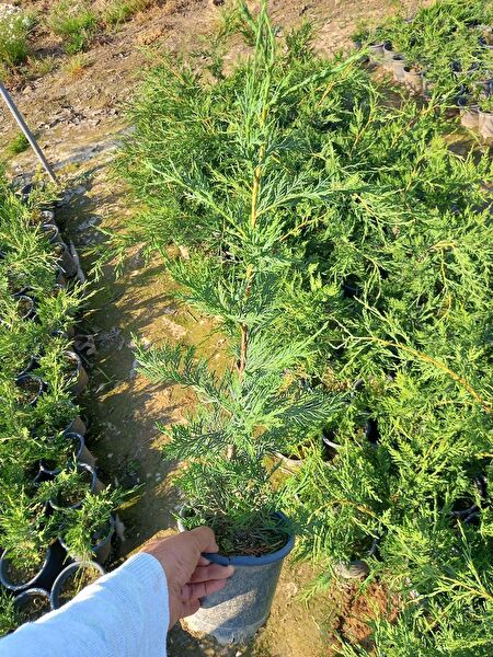 Lala Ahmet Botanik Fidan