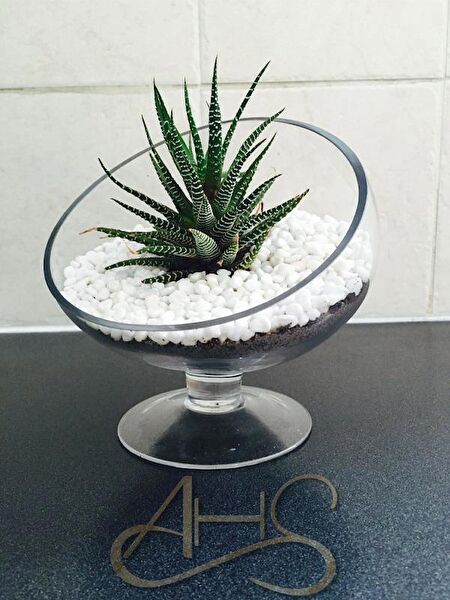 AHS Akvaryum Dekoratif Malzemeler