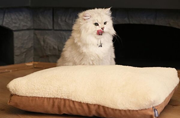 CecePet Köpek Yatağı